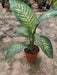 Dieffenbachia Tropic Snow P17 2