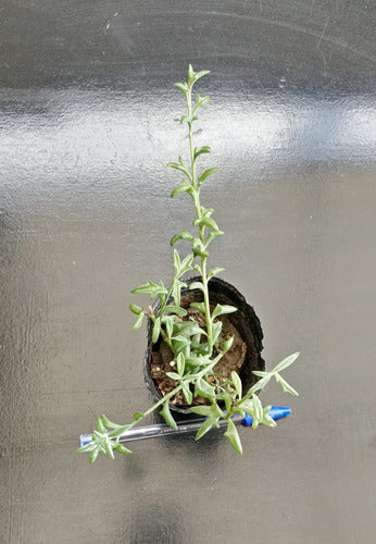 Senecio Peregrinus Delfin 2