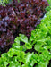 Organic Seedlings and Herbs Box 15 Units of Your Choice 6