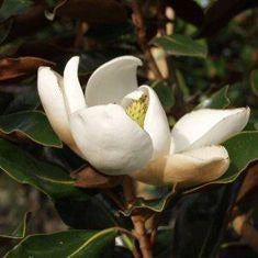 Magnolia Grandiflora 1.5-1.80m - Decojardin Nursery Tailored to You 3
