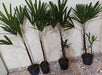 Palmera Raphis 1