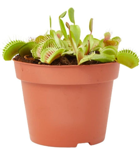 Mordida Vegetal Venus Flytrap With Guide N°6 0