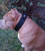 Stylish_dogg Pechera + Collar Con Agarre + Bozal - Pitbull, Boxer, etc. 5