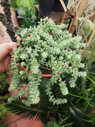 Planta Suculenta Sedum 1