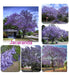 Vivero Simón Jacaranda Plants 1.2 Mts 1