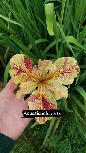 Iris Louisiana Annette Brown 1