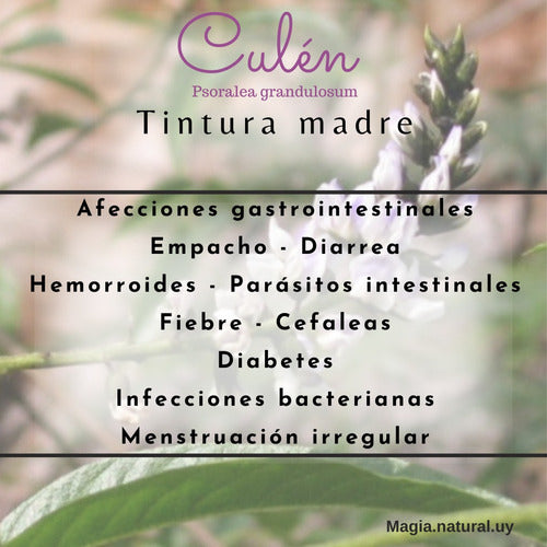 Tintura Madre De Congorosa 50 Ml. Magia Natural. Homeopatía 1