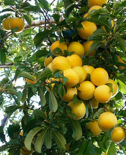 Prunus Árbol De Ciruelas Amarillas (Dulces) Inj. 2m 1