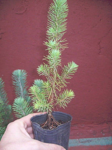 Pino Pinea (piñonero) Jardin/prebonsai. Vivero Arbol Hermano 0