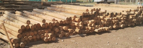 Eucalyptus Meolos Posts 2.60 Mts 1