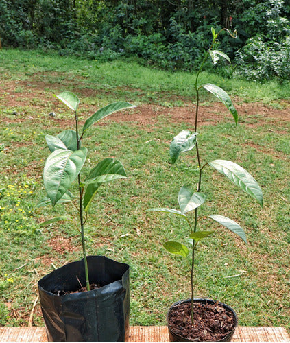 Planta Maracuya Amarilla O Rosada 50 Cm Envios 1