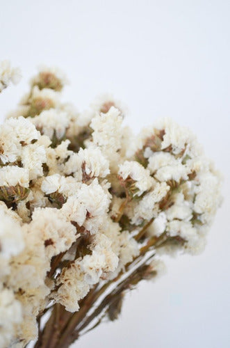 Dried White Statice Flower Bouquet 6