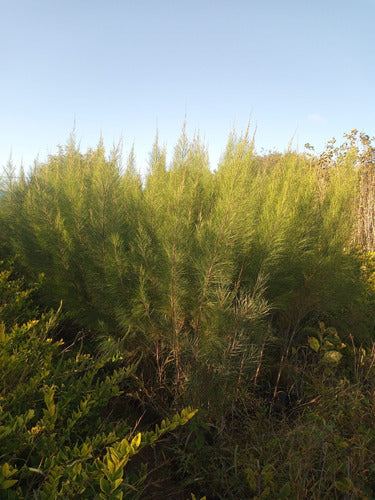 Casuarina Cunninghamiana 2 Mts. Pack X10 Unidades-envío 4