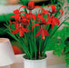 Bulbin Bulbos De Flor De Lis - Sprekelia Formossisima X 1 Bulbo 4