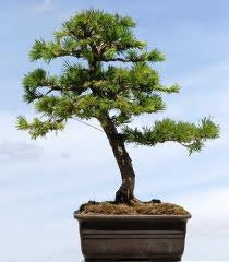 Pino Pinea (piñonero) Jardin/prebonsai. Vivero Arbol Hermano 3