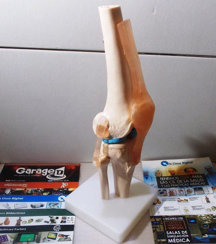 XC Modelo Funcional De La Rodilla Para Practicas Medicas 3