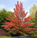 Quercus Palustris (roble De Los Pantanos) ! 1