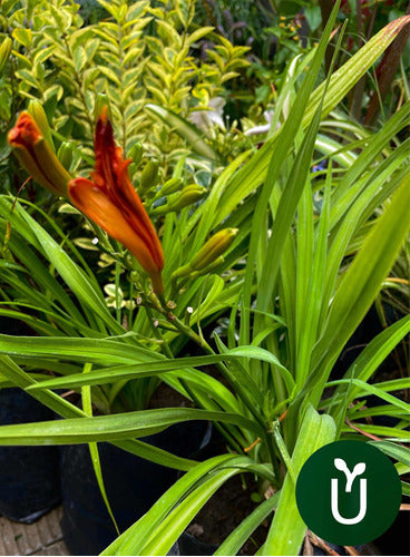 Planta Hemerocallis - Ideal Jardines Exterior 5