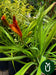 Planta Hemerocallis - Ideal Jardines Exterior 5