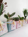 Casona.arg Succulent and Cactus Souvenirs and Centerpieces 2