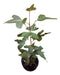 Arbol Botella Brachichito Ideal Bonsai 0