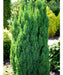 TROPICA Chamaecyparis Lawsoniana Ellwoodii Pillar, Conífera! 3