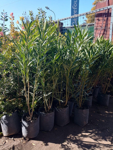 Laurel De Flor, Nerium Oleander. Ideal Para Cerco Vivo. 0