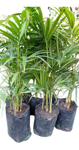 Palmito Palm - Excellent Quality at the Best Price! 0