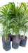 Palmito Palm - Excellent Quality at the Best Price! 0