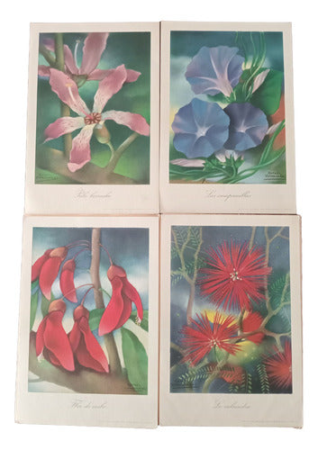 Antiguas Láminas De Flores Colección Roche 1944 0