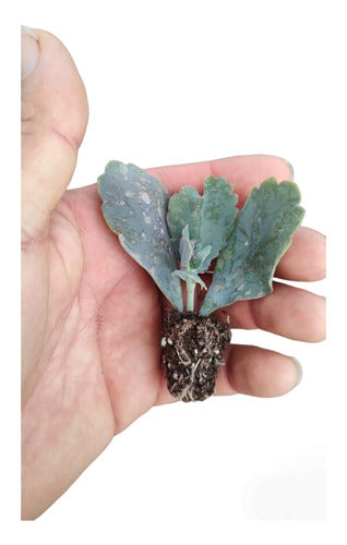 Mini Cactus Suculentas Enraizadas Pack X25 Envios Isiflor 1