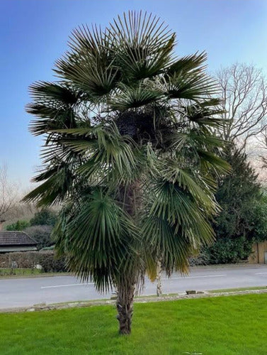 Palmera Trachicarpus De Gran Porte. 0