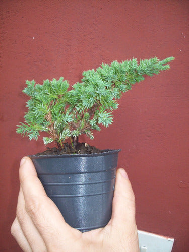 Junipero Sonare (Procumbens Nana) Ideal Bonsai - Arbol Hermano 1