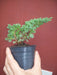 Junipero Sonare (Procumbens Nana) Ideal Bonsai - Arbol Hermano 1