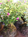 Pack of 10 Erica Kokedamas - Outdoor Plants 2