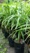 Palmito Palm - Excellent Quality at the Best Price! 1