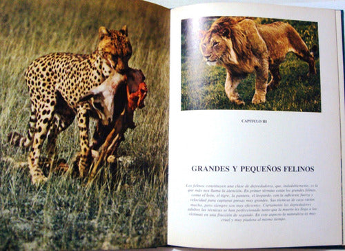 Wildlife Encounters: Animals of Prey from Africa and Asia - Animales De Presa Tigre Leon Africa Lince Serpientes Leopard