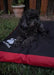 Cotitas Large Dog Bed 110x70 Anti-Tear Customized!! 3