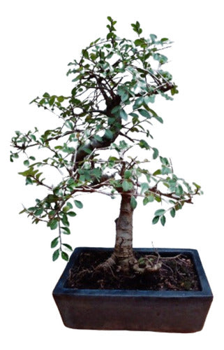 Bonsai Del Cerro: Chinese Elm 0