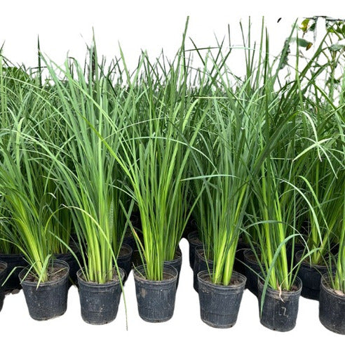 Plantas Naturales Dietes Bicolor Cantero Jardin X10 Unid 0