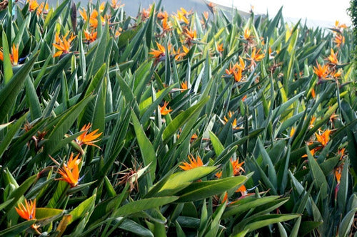 Zotami Plantas Strelitzia Reginae Flor Pajaro Ave 7L Naranja 4