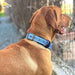 Adityna Dog Collar Soft Neoprene Padded 4