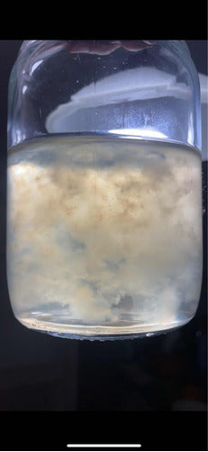 Sale! Liquid Pennis Envy 20ml Mycelium (Spores, Fungi) 0