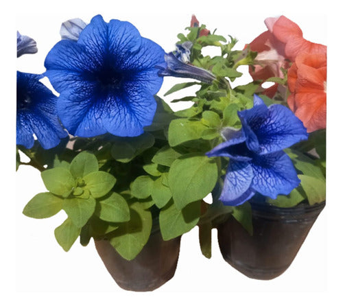 Mariany Floral Seedlings - Petunias N*12 (10 Units) 1