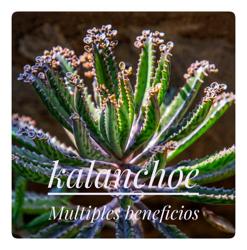 El Tata Tintura Madre De Kalanchoe Medicinal X 2 Frascos 1