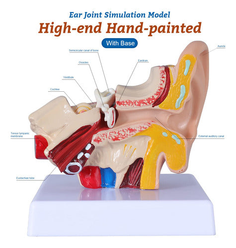 Modelo De Oido Humano 1,5 Veces Agrandado Con Base 4