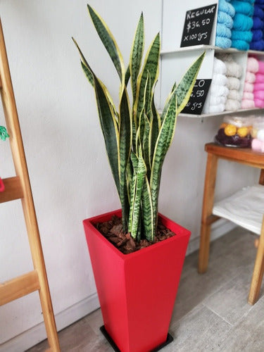 Ohana Arte Natural Sansevieria Espada De San Jorge + Maceta 3