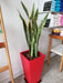 Ohana Arte Natural Sansevieria Espada De San Jorge + Maceta 3