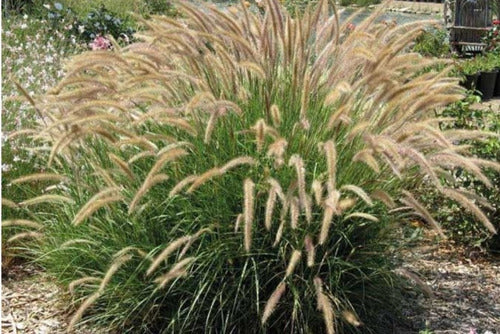 Pennisetum Fuzzy Ornamental Grass! 2