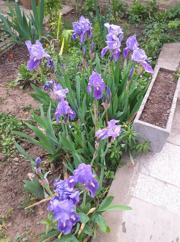 Rizomas De Lirio X 3: Morado Blanco Azul - Iris Germanico 1